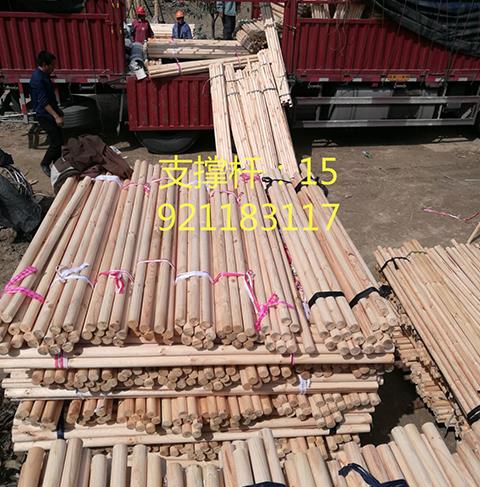 Green fir piles